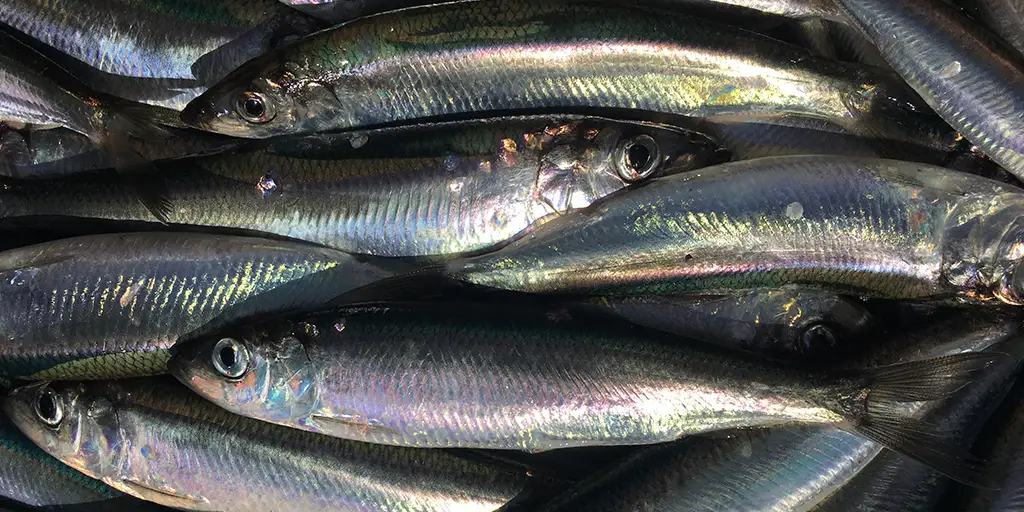 Ökad bestånd i bottenhavet