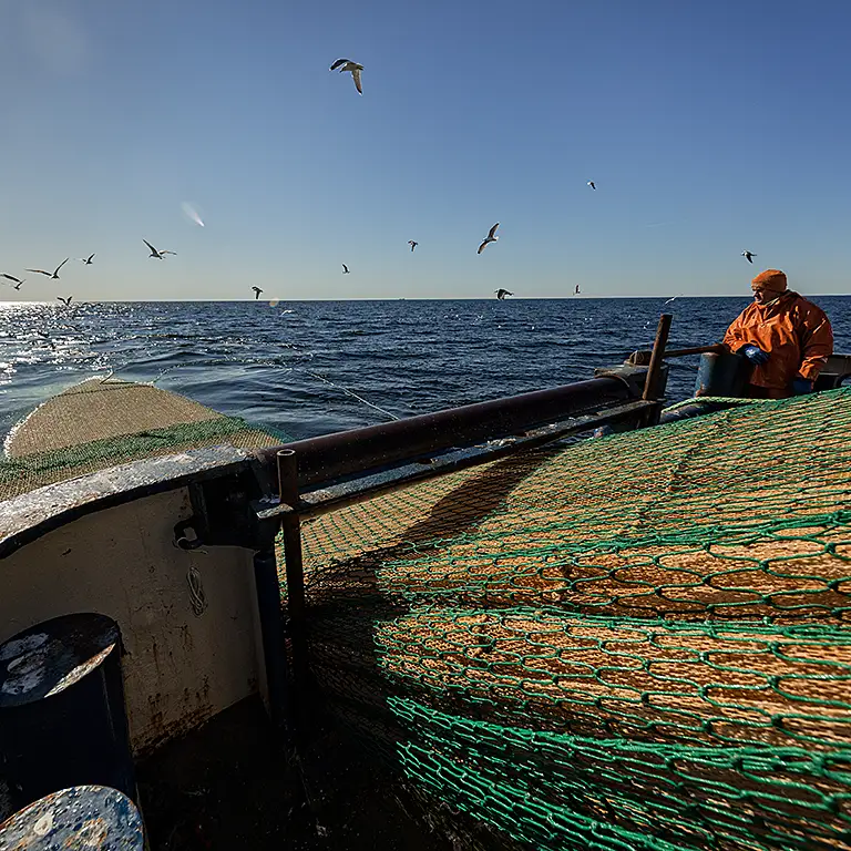 Om pelagiskt fiske i Sverige
