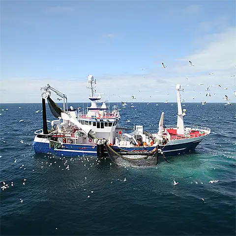Pelagiskt fiske i Sverige